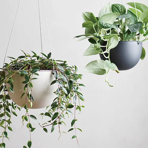 PLANT POT 201_ 140mm / 6in - Image 8